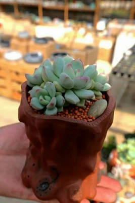格林