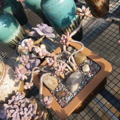 软座