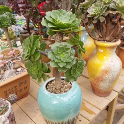 香馥法师