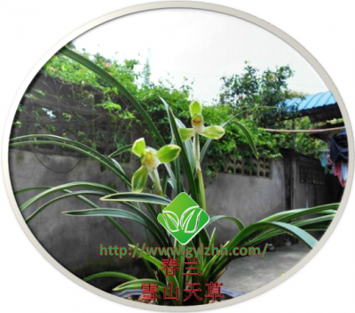 春兰——雪山天草