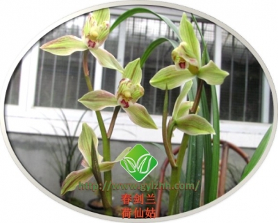 春剑兰——荷仙姑