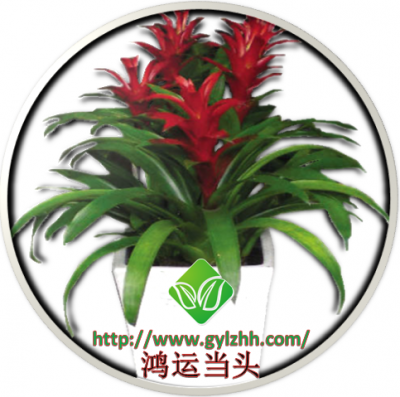 鸿运当头