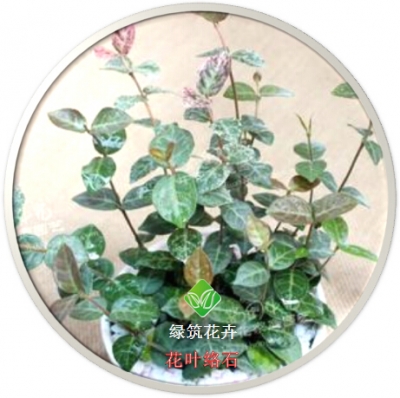 花叶络石