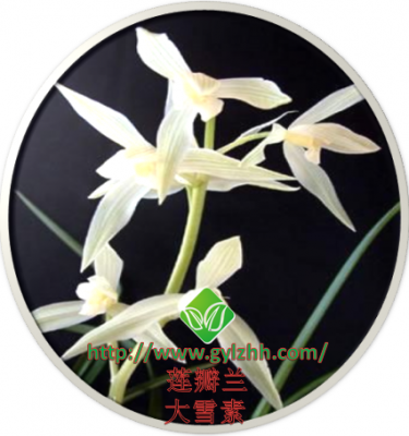 莲瓣兰——大雪素