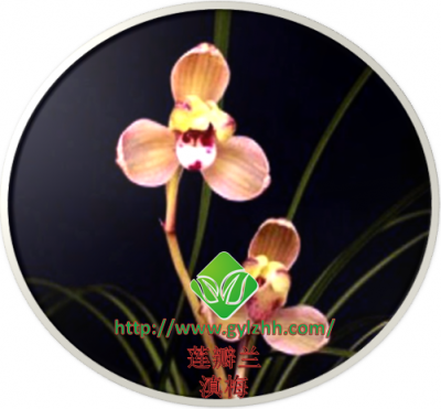 莲瓣兰——滇梅