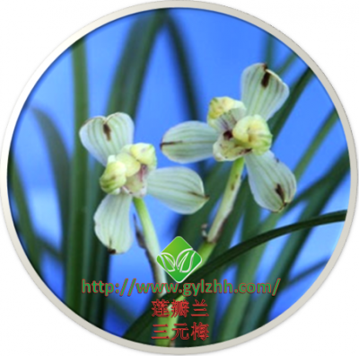 莲瓣兰——三元梅