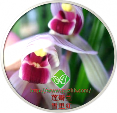 莲瓣兰——雪里红