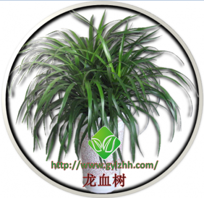 龙血树