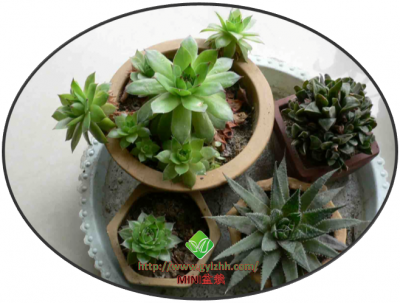 MINI盆栽