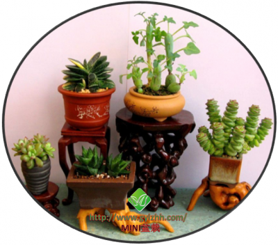 MINI盆栽