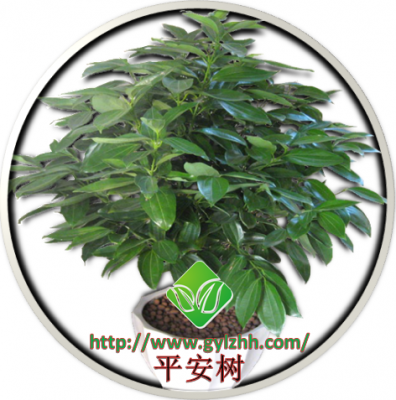 平安树