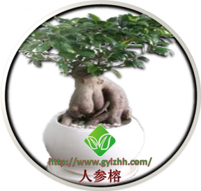 人参榕