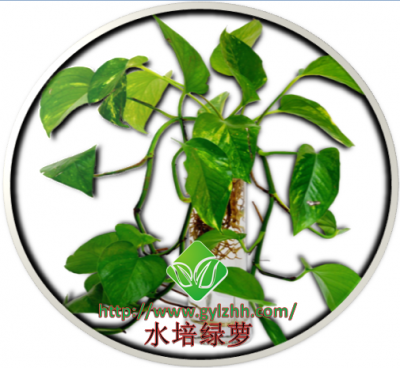 水培绿萝