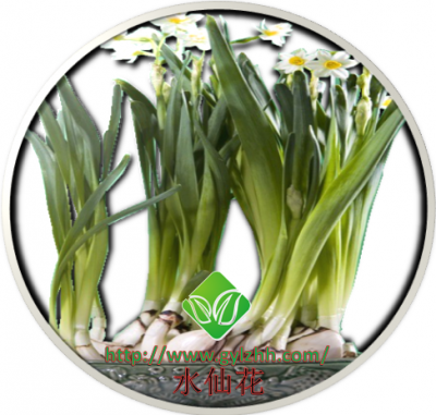 水仙花