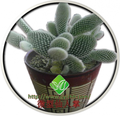 微型仙人掌