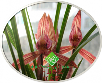 春兰——红金彩