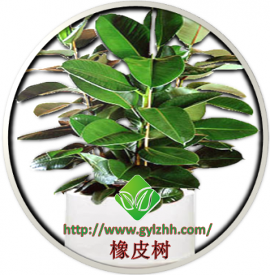 橡皮树