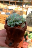 格林