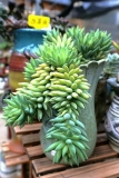 玉珠帘