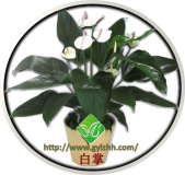 白掌