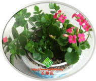 长寿花