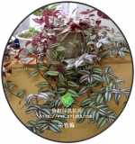 吊竹梅