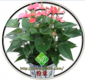 粉掌