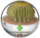 金琥