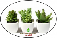MINI盆栽