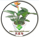 天堂鸟