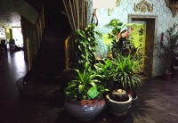 餐厅电梯口绿化景观实景
