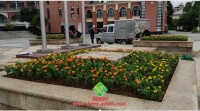 广场时令花卉造型
